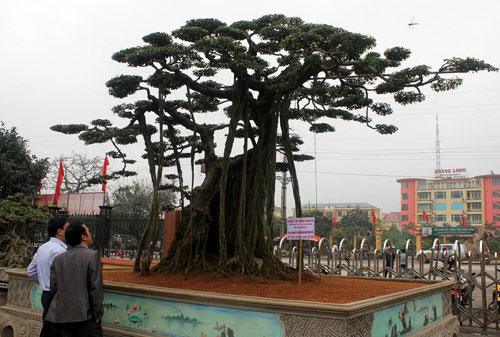 Bonsai, cay canh nghe thuat, cây cảnh nghệ thuật, cay the, cây thế, triển lãm bonsai, trien lam bonsai, triển lãm cây thế, trien lam cay the